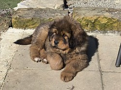 Fluffy