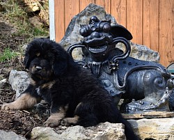 Zeus