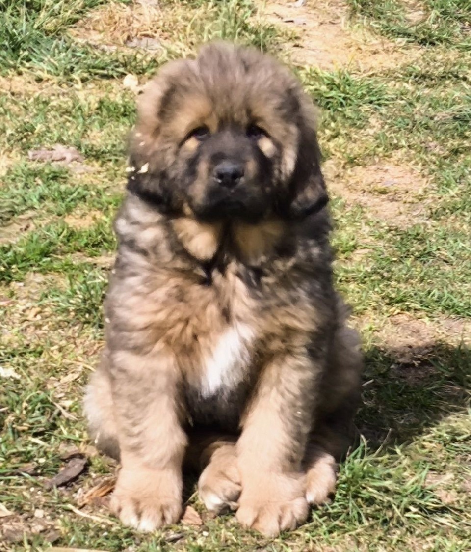 Buddy 9,5 Wochen und 10,5 kg