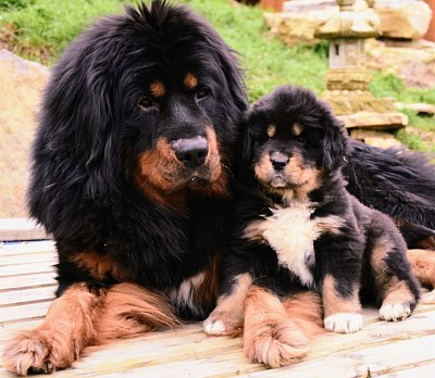 Wir erwarten am 28 Dezember 2025 Welpen