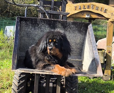 Vorher und Nachher Penny mit fast 4 Jahren