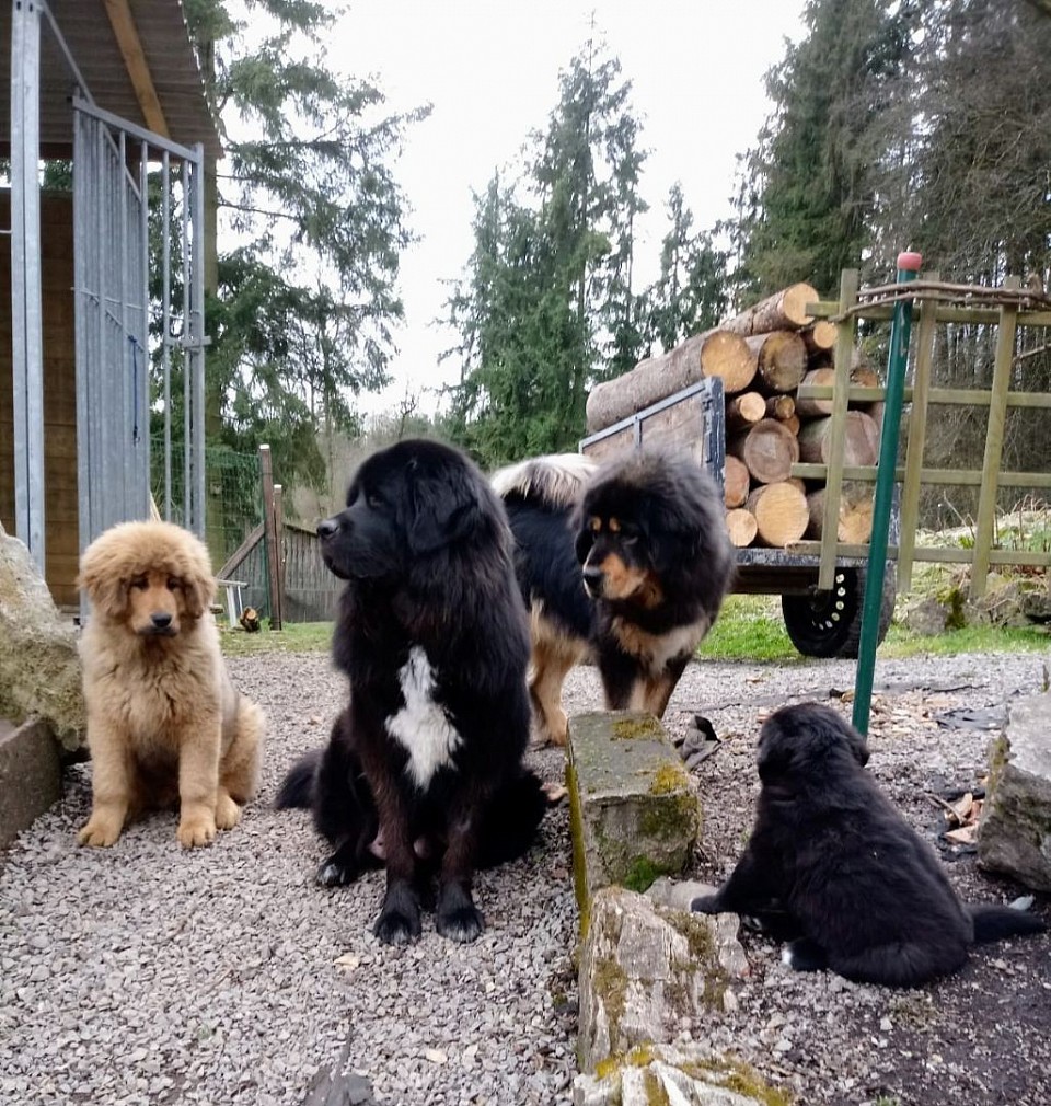 Do-khyi Familie, links Pascha mit 12 Wochen.