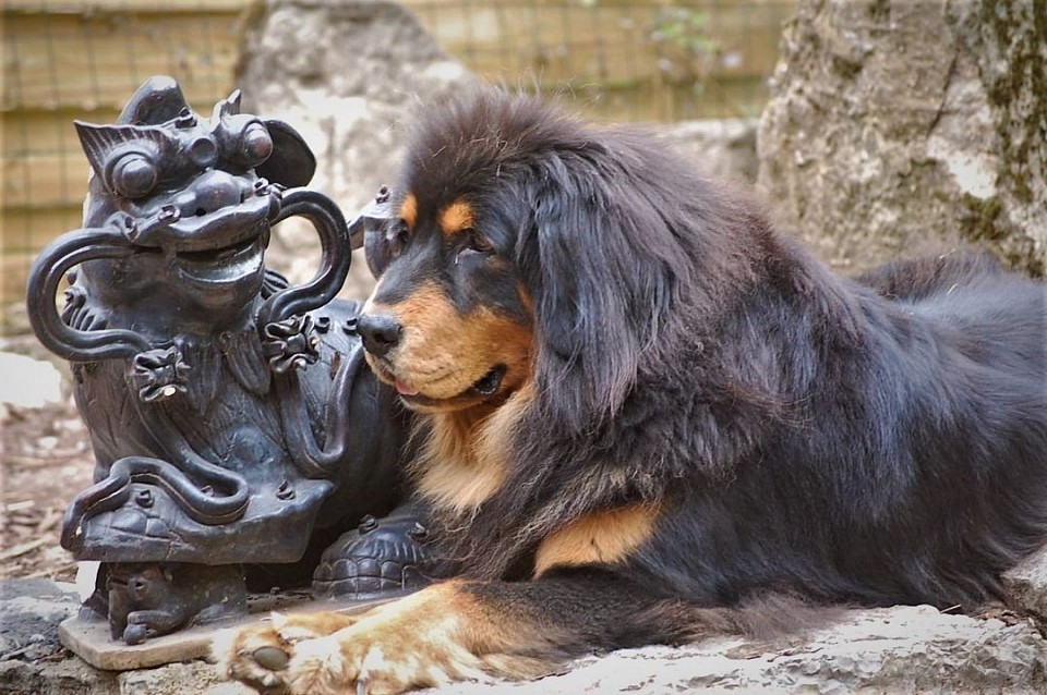 Do-khyi von Früher. Josy Import aus Frankreich