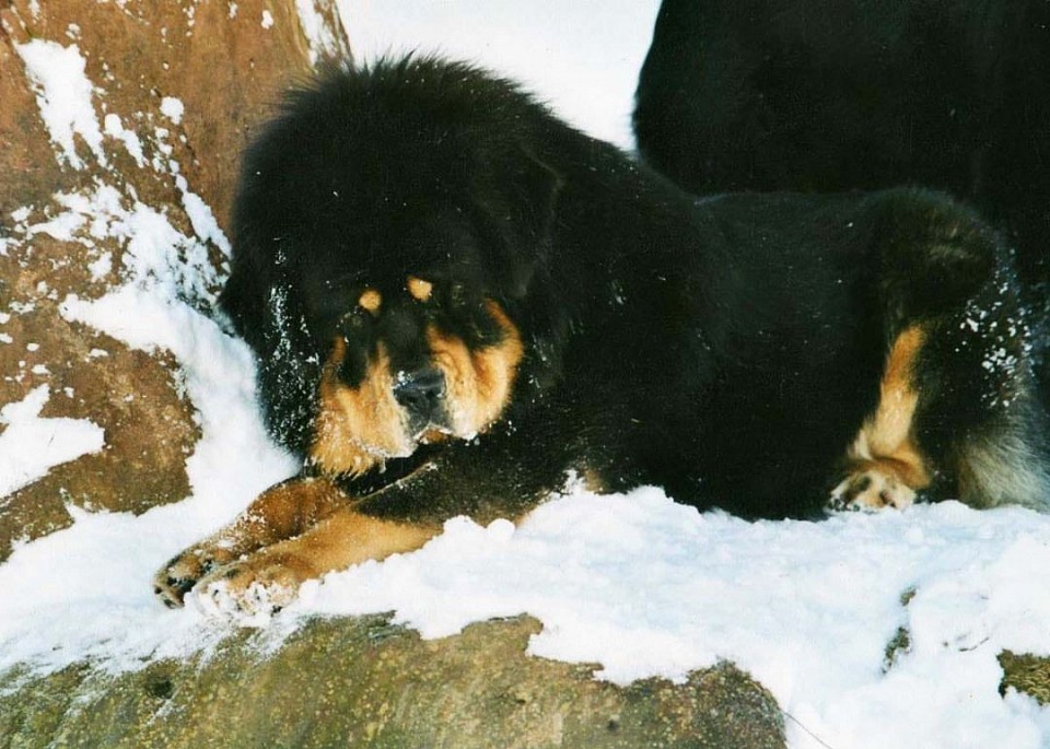 Kalan Import aus Ungarn