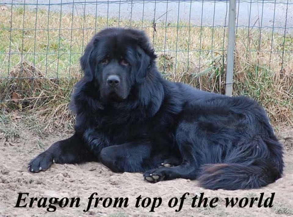 Eragon aus eigener Zucht in seinen Linien sind zwei Nepal Importe