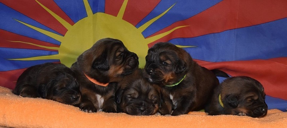 Rote Welpenrüden mit zwei Wochen, die einzigen z.Z.t. in Deutschland. Abgabe der Welpen nach Fasching oder März 2026., letzte Februar Woche oder die ersten Wochen im März.