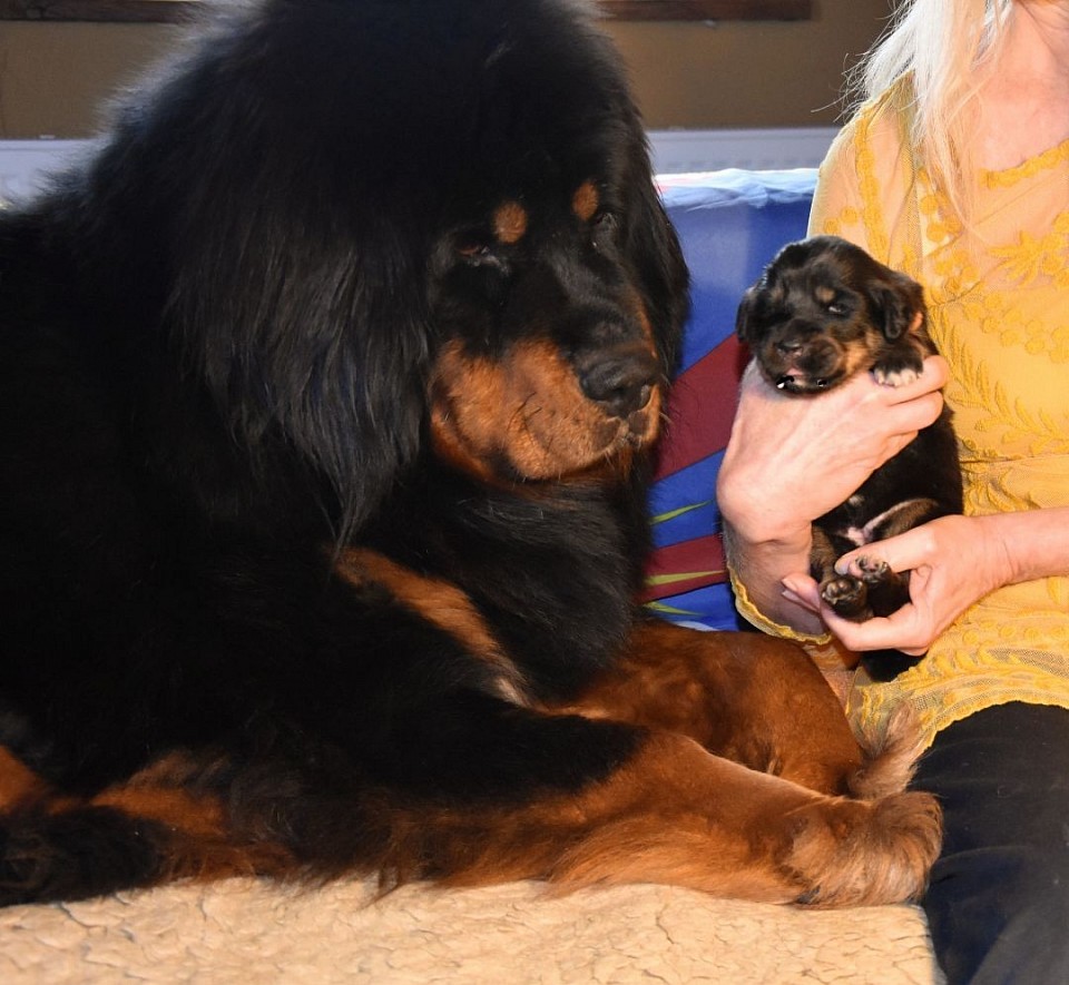 Mami mit Welpe black and Tan