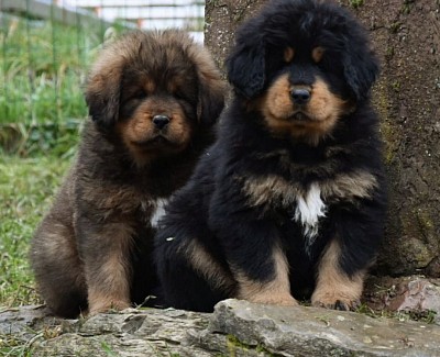 Wir haben Welpen 2026