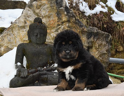 Wir haben Welpen 2026