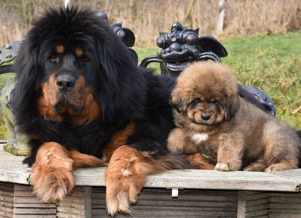 Unsere Welpen sind alle Ende Februar 2026 zu ihren neuen stolzen Besitzer ausgezogen. Welpen für Wurf 2027 nur auf Vorbestellung.