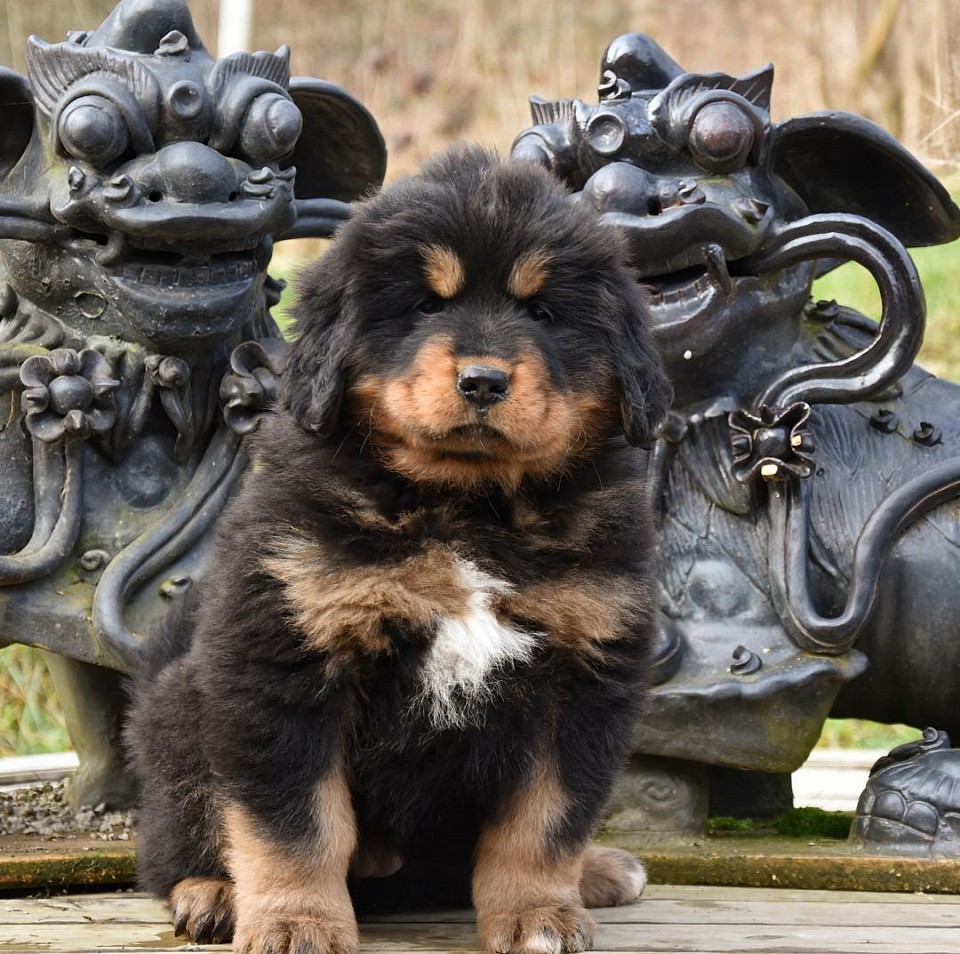 Hündin black and tan