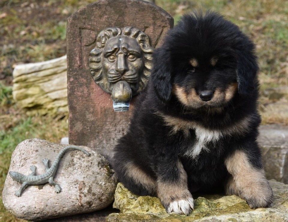 Hündin black and Tan