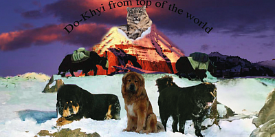 Do-khyi From Top Of The World über 35 Jahre Zuchterfahrung . Made in Germany.